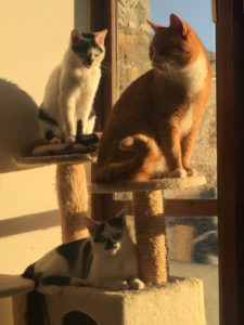 Nellie after her surgery (top perch), with her siblings