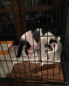 Nellie on cage-rest post repair