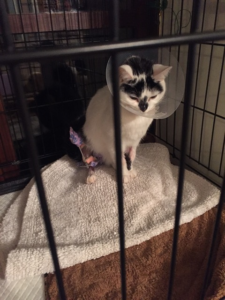 Nellie on cage-rest 2